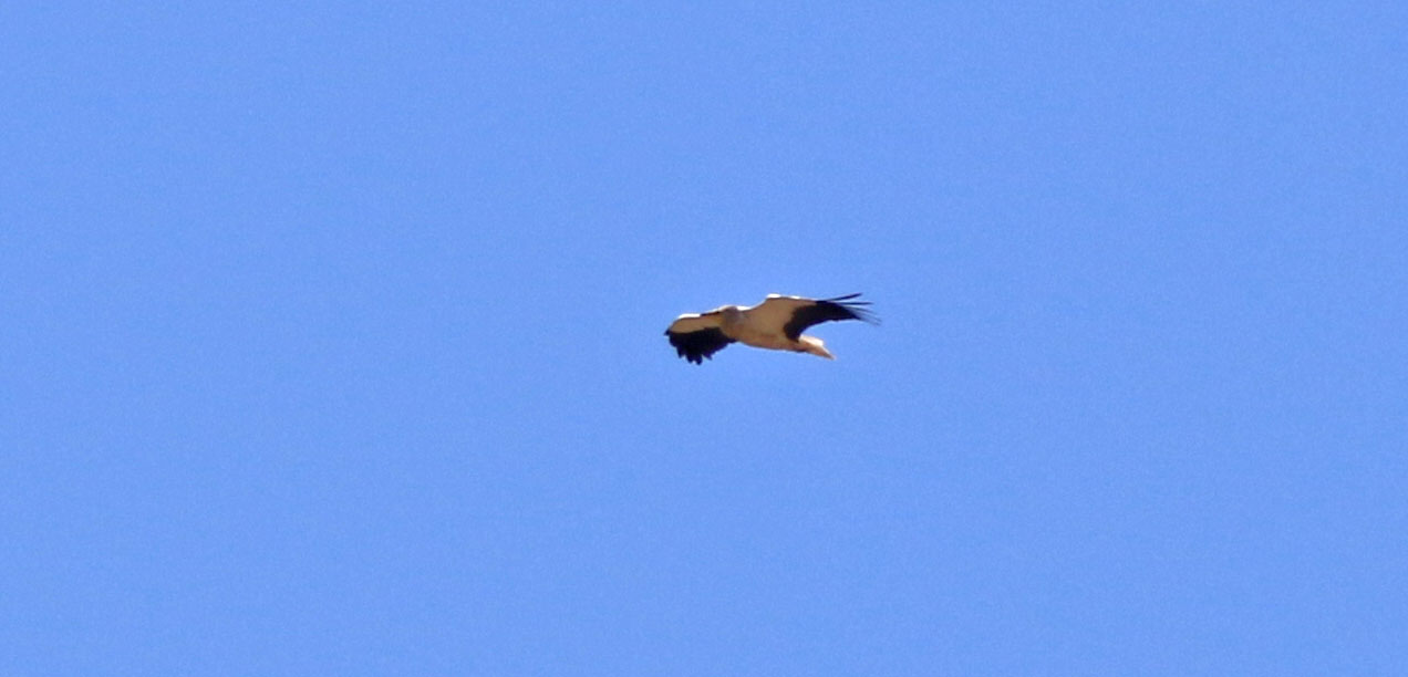 Egyptian Vulture